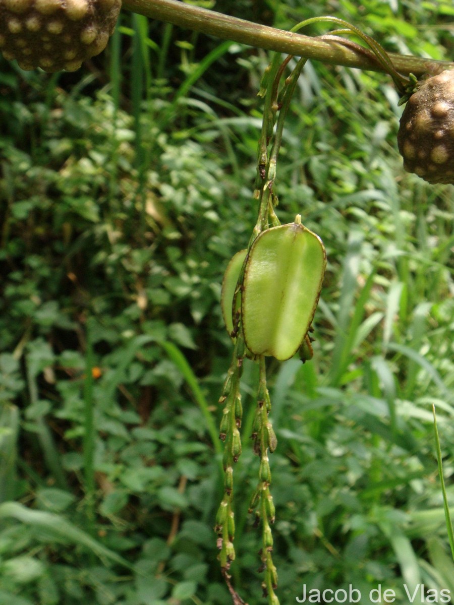 Dioscorea bulbifera L.